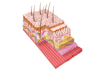 人体皮肤结构解剖图