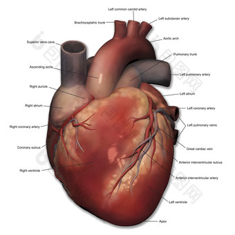 心脏心肌结构示例图