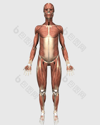 医学人体肌肉模型
