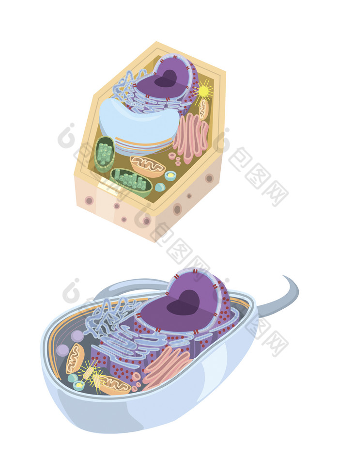 肌动蛋白示例插图