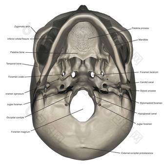 人体头部头骨结构插图