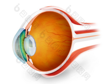 眼睛眼部眼球结构图