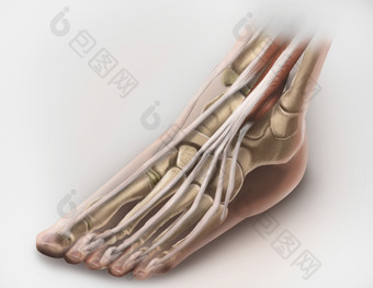 足部<strong>骨骼</strong>结构示例插图