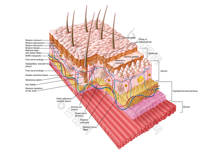 人体真皮组织结构图