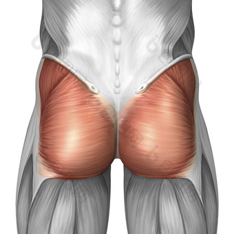 人体屁股肌肉结构<strong>示例</strong>插图