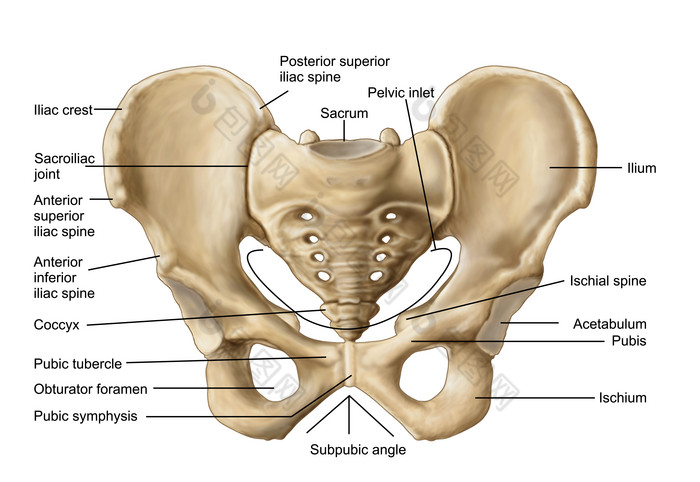 人体骨盆骨骼示例结构图