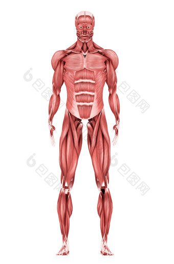 人体肌肉结构示例图