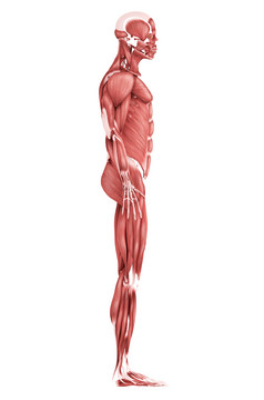 侧面人体站姿肌肉示例图