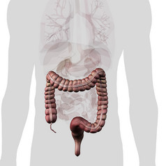人体大肠分布图摄影图