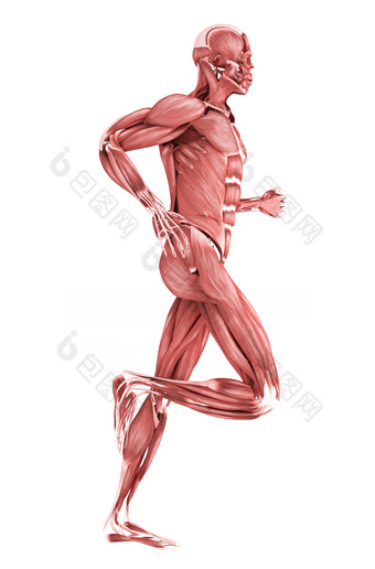 人体跑步姿势的肌肉结<strong>构图</strong>