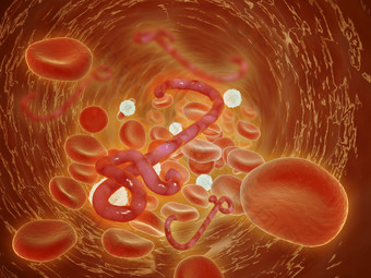 人体内部红细胞<strong>组织</strong>图
