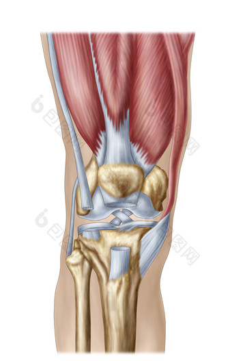 人体膝盖骨骼韧带肌肉示例图