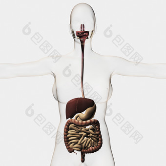 人体消化器官示例插图