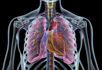 胸部心胸心肺透视图
