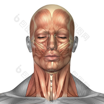人体脸部正面肌肉结构图