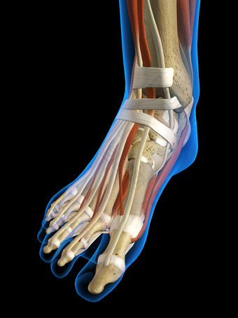 人类脚部韧带肌腱