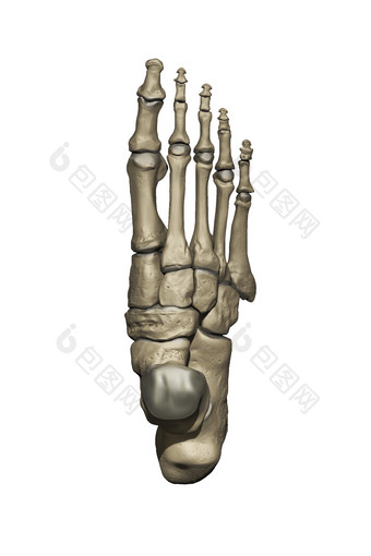 人类解剖学脚部<strong>骨骼</strong>示例插图