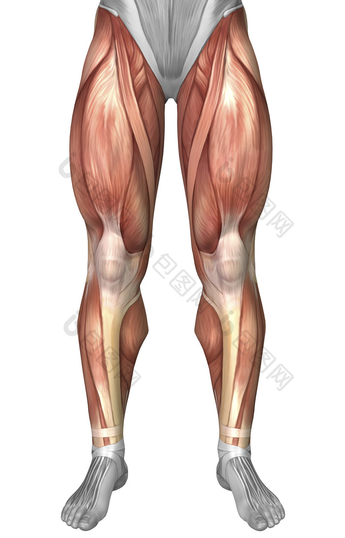 人体腿部肌肉结构插图