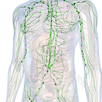 解剖学淋巴系统免疫