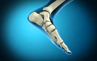 人体脚趾骨骼示例插图