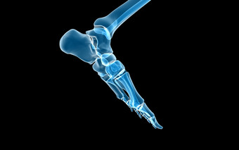 人体脚趾骨骼结构插图