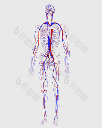 人体身体组织结<strong>构图</strong>