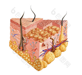 解剖学动脉细胞<strong>纤维</strong>插图