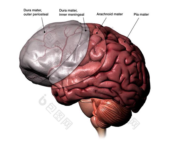大脑插图说明图解图片 包图网