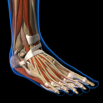 韧带自胫骨腓骨脚踝解剖学