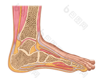 人体脚部解剖示例插图