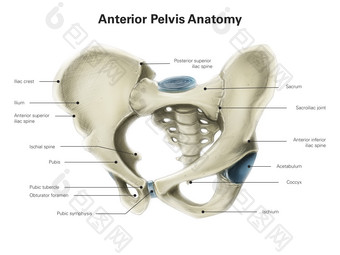人体骨盆<strong>骨骼</strong>示例插