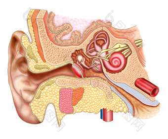 人体耳道解剖<strong>示例</strong>图
