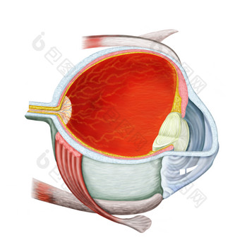 人体眼球解剖结构图