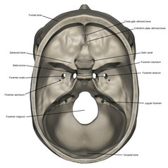 头骨解剖结构插图