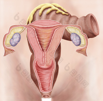 人体子宫卵巢示例图