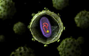 <strong>微生物</strong>艾滋病毒细胞示例图