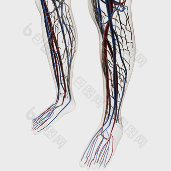人体脚部动脉神经示例图