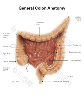 人体<strong>肠道</strong>肛门结构示例图