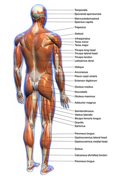 身体肌肉发达的躯干介绍