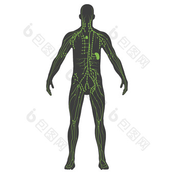人体淋巴结点结构示例图
