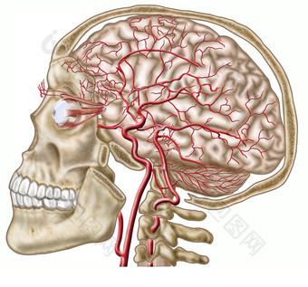 人体头部血管动脉示例图