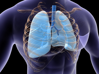 人体器官心肺摄影图