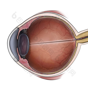 眼球结构解剖示例图