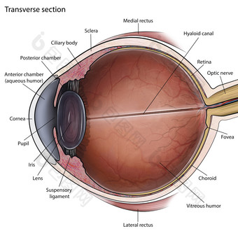 眼球解剖结构<strong>示例</strong>图
