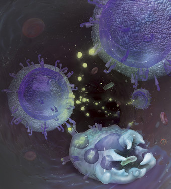 微生物淋巴细胞摄影插图