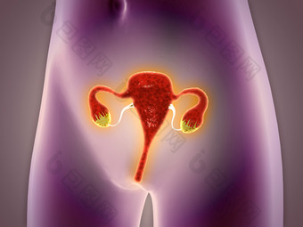 人体子宫卵巢结构图