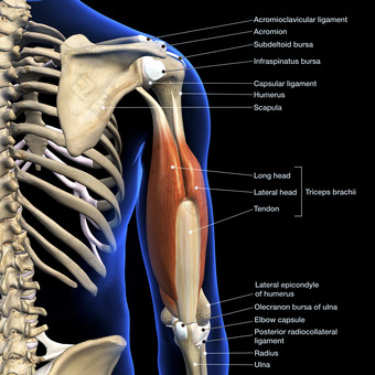 人体臂膀<strong>骨骼</strong>肌肉示例插图