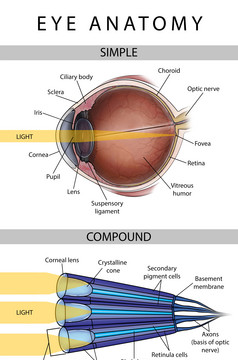 眼睛结构示例插图