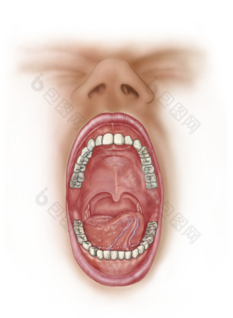 人体<strong>口腔</strong>牙齿结构图