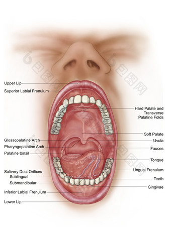 口腔组织结构分布图